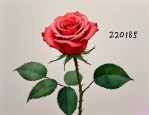 2025年1朵玫瑰花多少钱