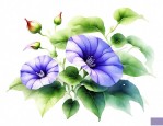 牵牛花结什么果