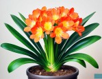君子兰多久才能开花结果
