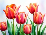 一支郁金香花语是什么