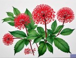 2025年人参花的药用价值