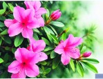 杜鹃花叶子烟了怎么办