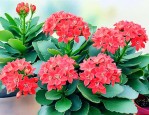 长寿花怎么养家庭养法