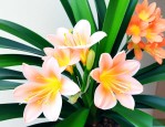 君子兰什么时间开花啊