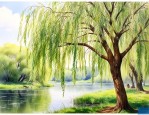 柳树靠什么传播种子的