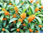 桂花种子多长时间发芽