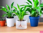 水养植物水发臭怎么办