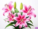 百合花发朋友圈的句子