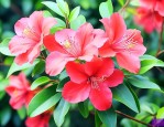 卡琪花蒂玛效果怎么样