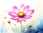 种子格桑花的