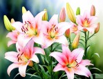 什么季节种百合花最好