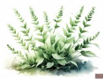 草本植物有啥