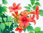 凌霄花的栽培养殖技术