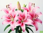 粉色百合的花语和寓意