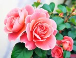 玫瑰海棠的花语是什么
