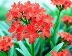凤尾长寿花的养护方法