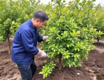 2025年小幸福树怎样修剪