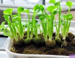水培植物有青苔怎么处理