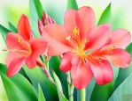 不开花的美人蕉叫什么