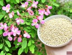 槐花米是国槐还是洋槐