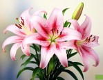 香水百合花语浪漫语句