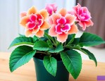 大岩桐花适合室内养吗