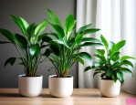 吸甲醛的室内绿植排名