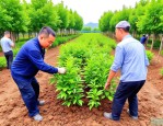 2025年绿化苗木栽种合同