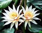 昙花的养殖方法和注意事项昙花怎么养殖