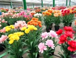 北京仿真花卉批发市场