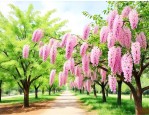 国槐和家槐有什么区别