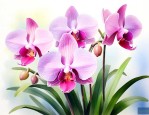 在夏天开花的兰花品种