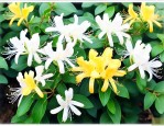 金银花种苗那里买得到