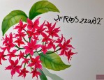 2025年印度海娜花好不好