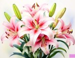 百合花分为哪几个部分