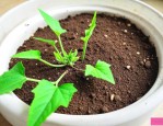 丝瓜种子催芽怎么剪口