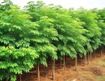 大量收购构树联系方式