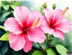 大花芙蓉葵是多年生吗