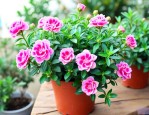 牡丹吊兰怎样种植和养护