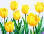 黄色郁金香的花语是啥