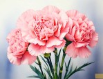 康乃馨的花语什么意思