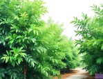 什么绿植吸甲醛效果最好