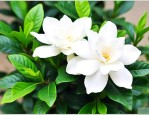 栀子花吃了有什么好处