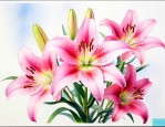类似百合花的是什么花