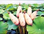 莲藕的种植方法与管理