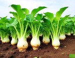 种植魔芋要用什么肥料