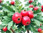 鲜山楂好还是干山楂好