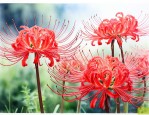 彼岸花啥时候种比较好