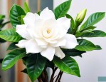 栀子花怎样过冬天养护