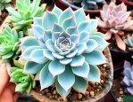 什么样的多肉植物好养